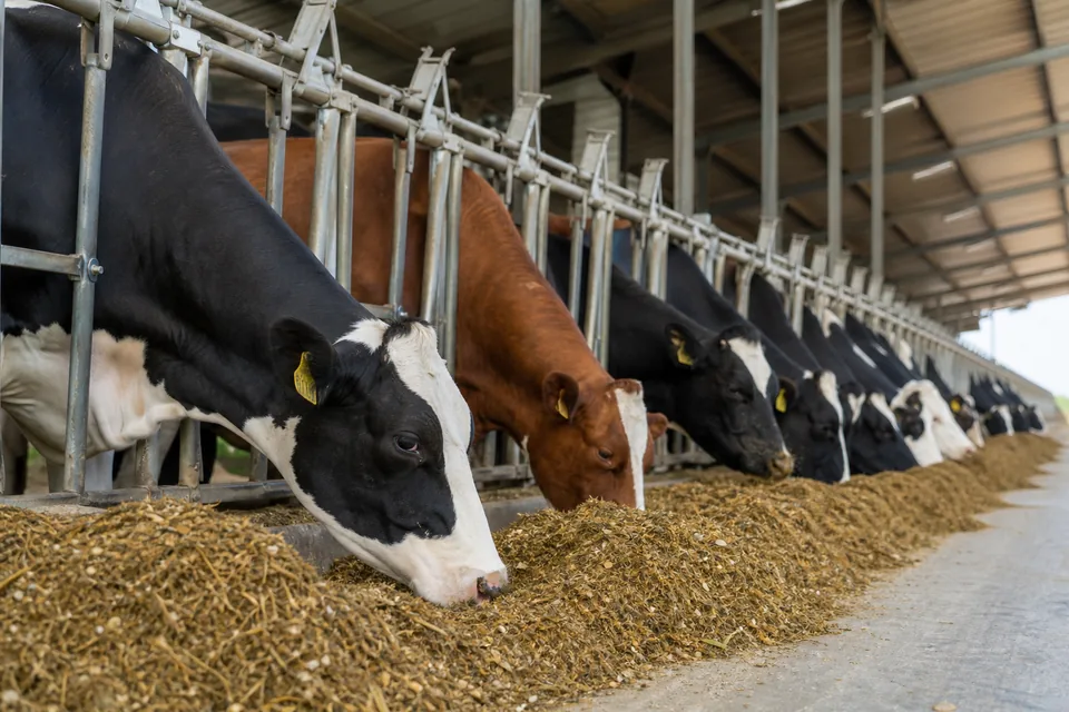 Dairy cattle eating total mixed ration along a commercial feed bunk