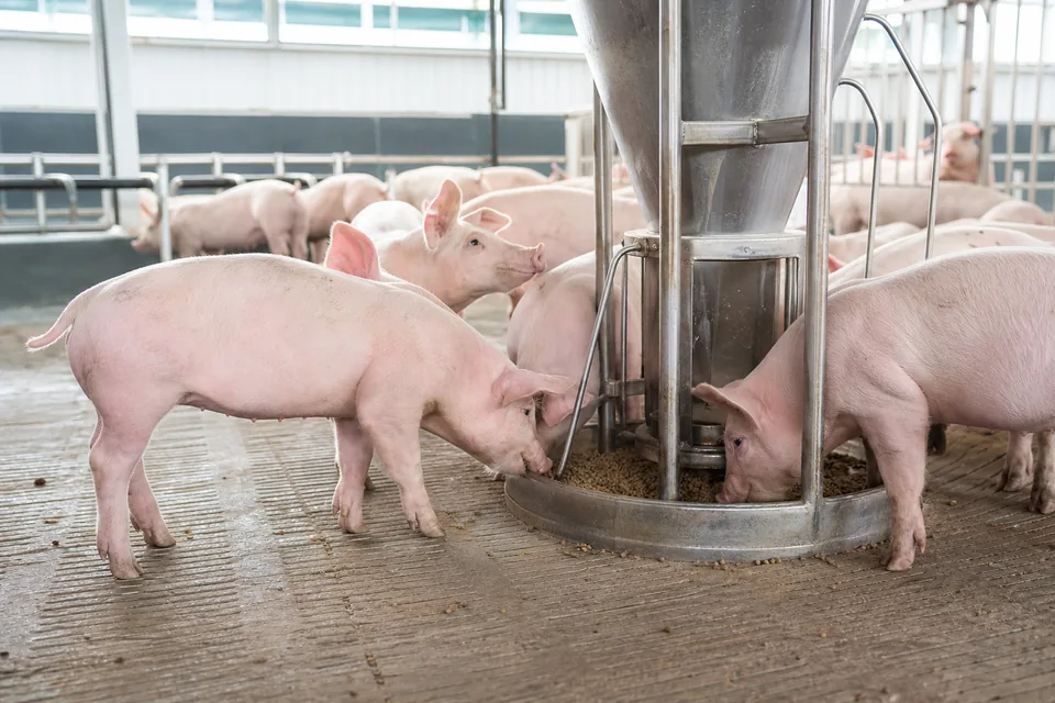 Healthy young pigs eating feed from a stainless automated feeder