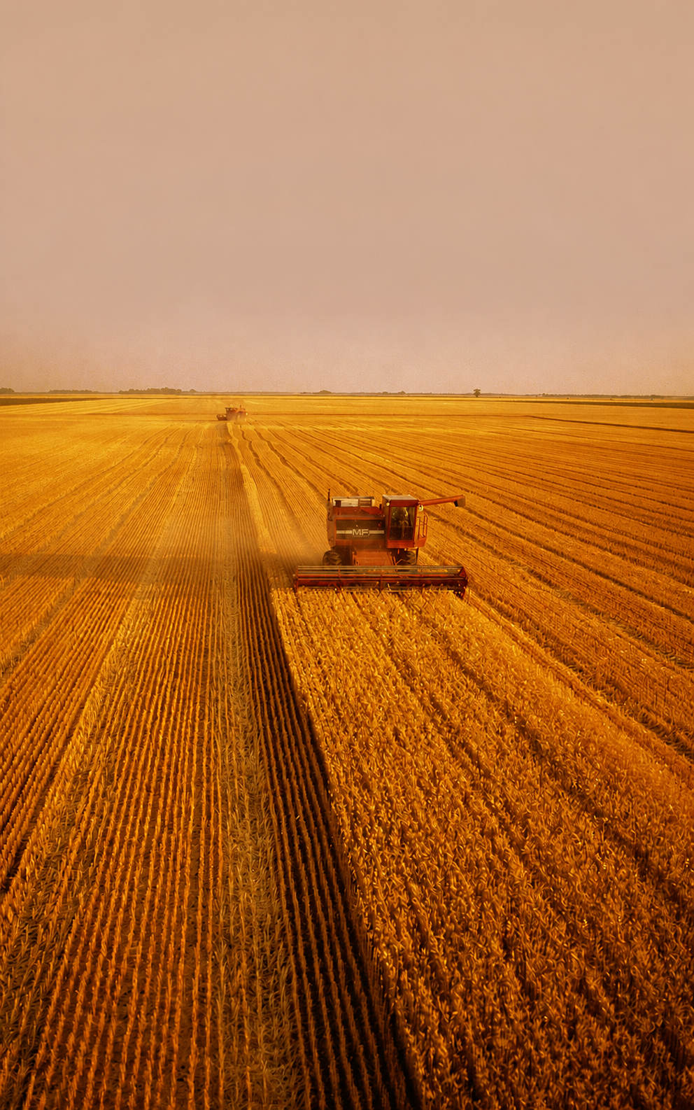 Golden grain harvest with combine harvester representing large-scale grain processing supply